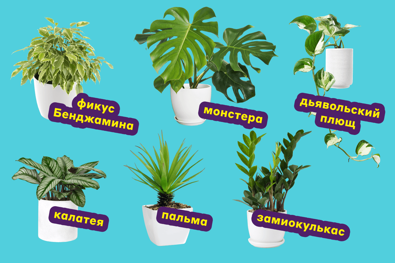 6 растений, с которых стоит начать